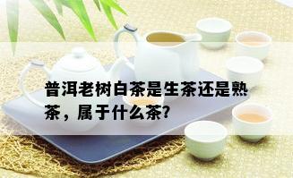 普洱老树白茶是生茶还是熟茶，属于什么茶？