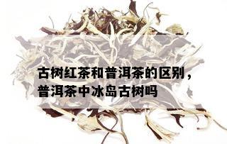 古树红茶和普洱茶的区别，普洱茶中冰岛古树吗