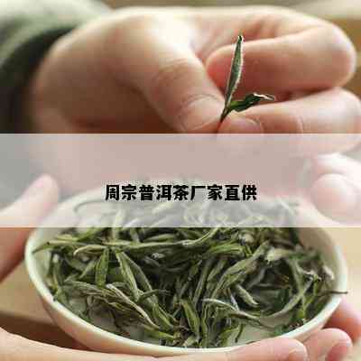 周宗普洱茶厂家直供