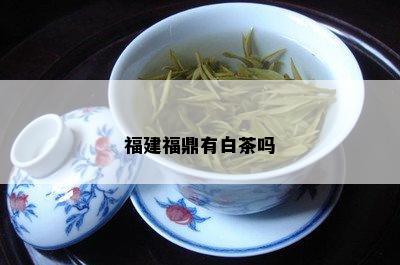 福建福鼎有白茶吗