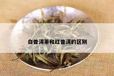 白普洱茶和红普洱的区别