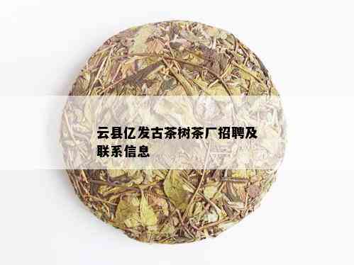 云县亿发古茶树茶厂招聘及联系信息