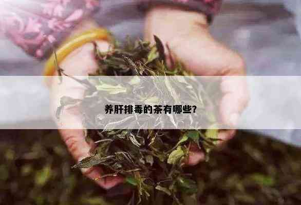 养肝排的茶有哪些？