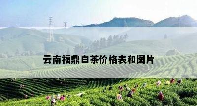 云南福鼎白茶价格表和图片