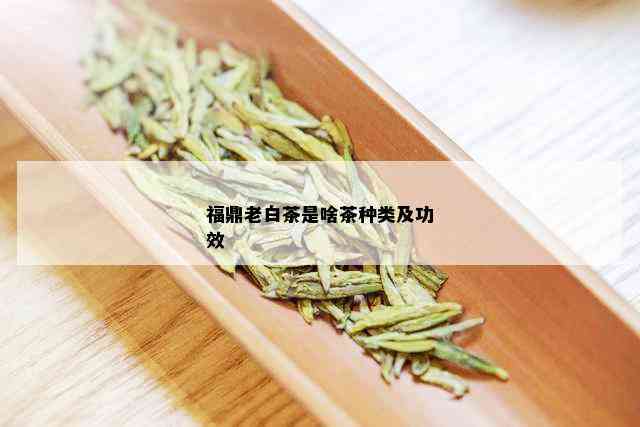 福鼎老白茶是啥茶种类及功效