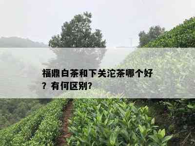 福鼎白茶和下关沱茶哪个好？有何区别？