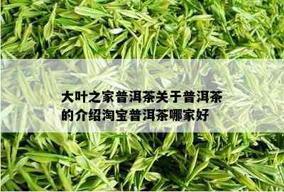 大叶之家普洱茶关于普洱茶的介绍淘宝普洱茶哪家好