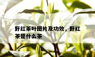 野红茶叶图片及功效，野红茶是什么茶