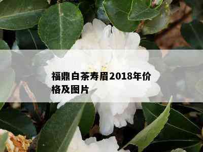 福鼎白茶寿眉2018年价格及图片