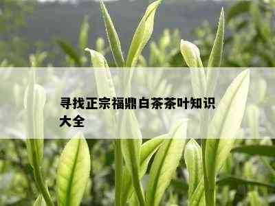 寻找正宗福鼎白茶茶叶知识大全