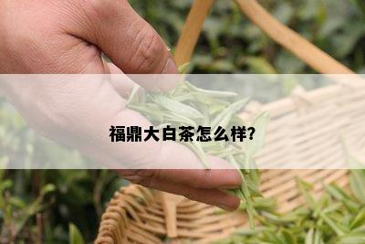 福鼎大白茶怎么样？