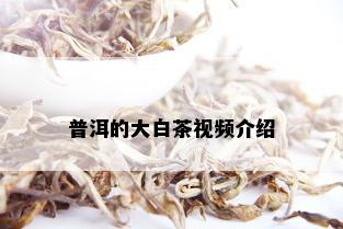 普洱的大白茶视频介绍