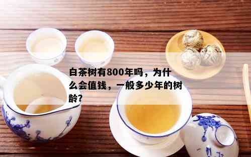 白茶树有800年吗，为什么会值钱，一般多少年的树龄？