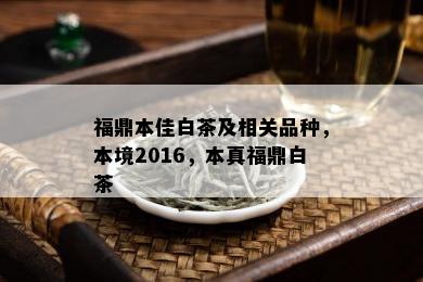 福鼎本佳白茶及相关品种，本境2016，本真福鼎白茶