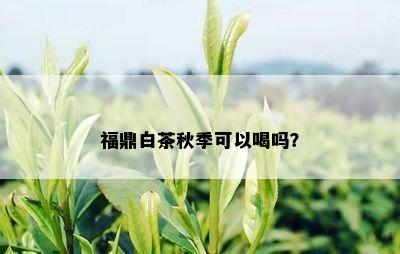 福鼎白茶秋季可以喝吗？