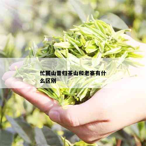 忙麓山昔归茶山和老寨有什么区别