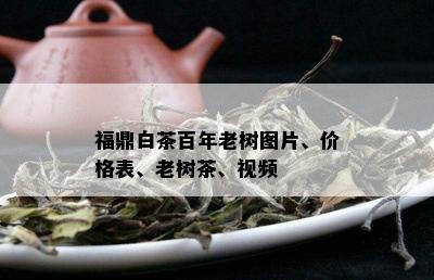 福鼎白茶百年老树图片、价格表、老树茶、视频