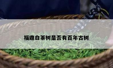 福鼎白茶树是否有百年古树