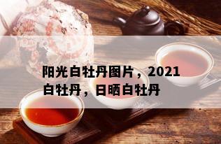 阳光白牡丹图片，2021白牡丹，日晒白牡丹