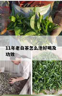 11年老白茶怎么泡好喝及功效