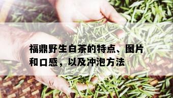 福鼎野生白茶的特点、图片和口感，以及冲泡方法