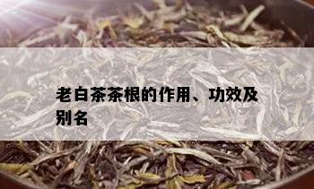 老白茶茶根的作用、功效及别名