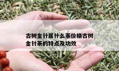 古树金针属什么茶价格古树金针茶的特点及功效