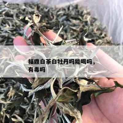 福鼎白茶白牡丹吗能喝吗，有吗