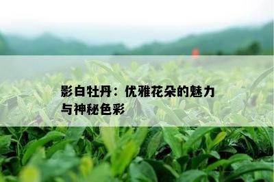 影白牡丹：优雅花朵的魅力与神秘色彩