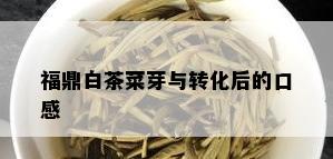 福鼎白茶菜芽与转化后的口感