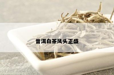 普洱白茶风头正盛