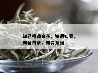 知己福鼎白茶，知遇知春，知音白茶，知青茶园