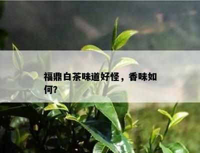 福鼎白茶味道好怪，香味如何？