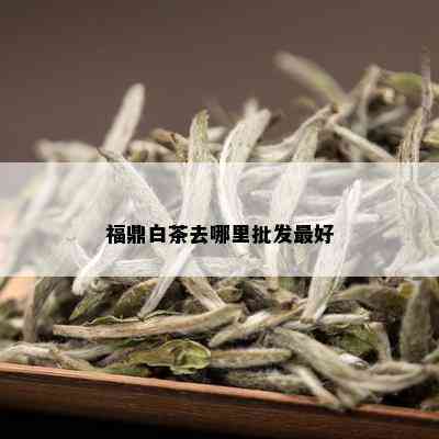 福鼎白茶去哪里批发更好