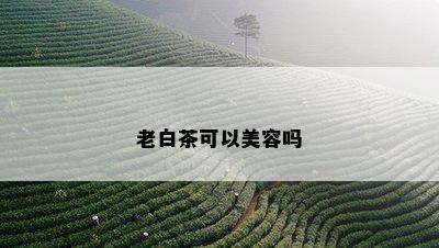 老白茶可以美容吗