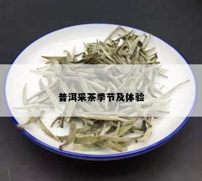 普洱采茶季节及体验