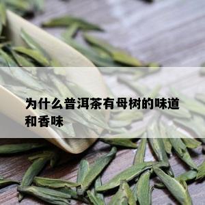 为什么普洱茶有母树的味道和香味