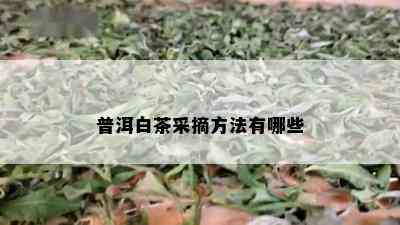 普洱白茶采摘方法有哪些