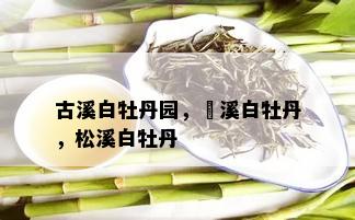 古溪白牡丹园，磻溪白牡丹，松溪白牡丹