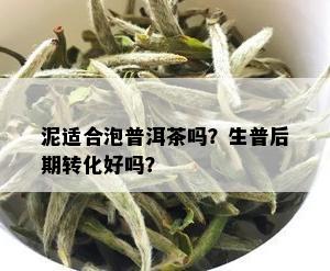 泥适合泡普洱茶吗？生普后期转化好吗？