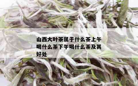 山西大叶茶属于什么茶上午喝什么茶下午喝什么茶及其好处