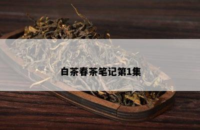 白茶春茶笔记第1集