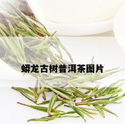 蟒龙古树普洱茶图片