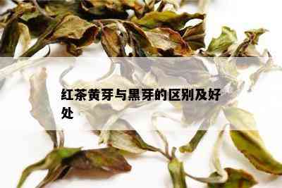 红茶黄芽与黑芽的区别及好处