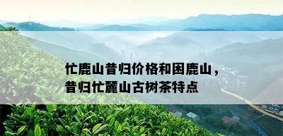 忙鹿山昔归价格和困鹿山，昔归忙麓山古树茶特点