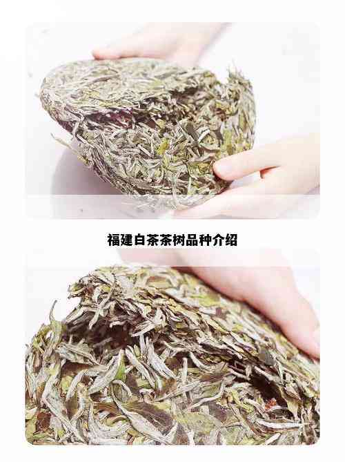 福建白茶茶树品种介绍