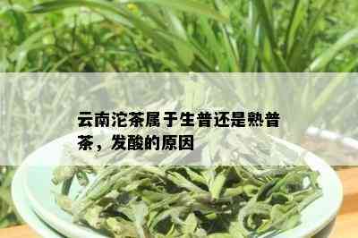 云南沱茶属于生普还是熟普茶，发酸的原因