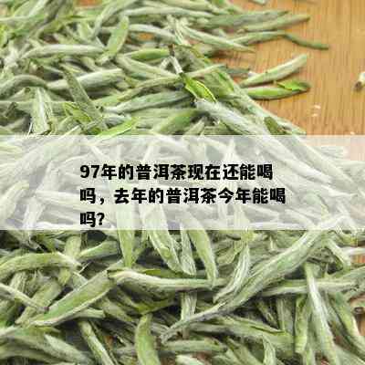 97年的普洱茶现在还能喝吗，去年的普洱茶今年能喝吗？