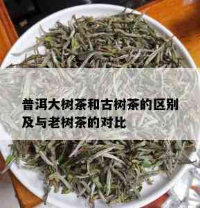 普洱大树茶和古树茶的区别及与老树茶的对比