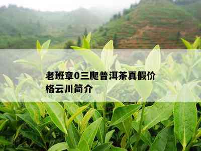 老班章0三爬普洱茶真假价格云川简介